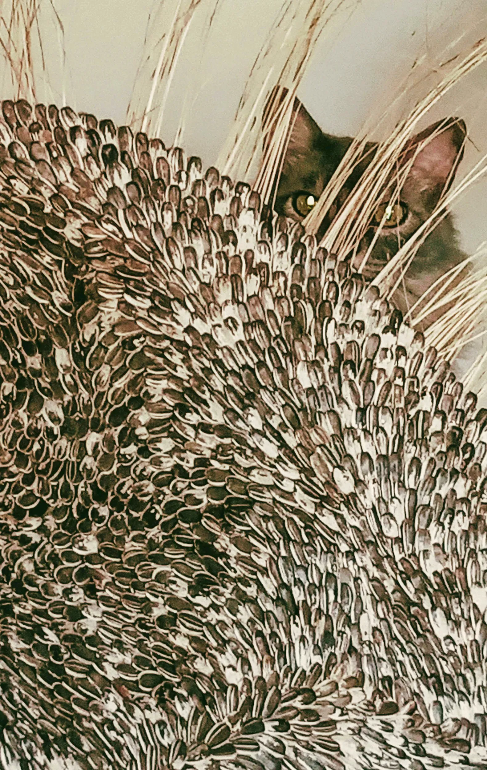 Detalle de una obra tejida con semillas de girasol; detrás asoma un gato